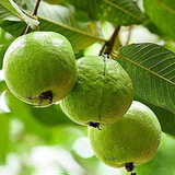 Allahabad Safeda Guava Fruit Plant (Home & Garden Plants)