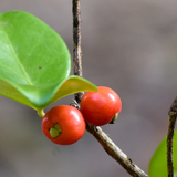 Cedar Bay Cherry Fruit (Eugenia Reinwardtiana) Seedling Fruit Plant (Home & Garden Plants)