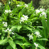 White Ginger Lily / Kalyana Sougandhikam (Hedychium coronarium) Live Plant (Home & Garden)