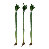 Lotus Bamboo Stick 50cm - Live Plant (Home & Garden)