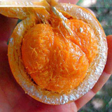 Pitabu Fruit (Willughbeia Angustifolia) Seedling Fruit Plant (Home & Garden Plants)