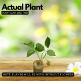 Pongamia/ Indian Beech Tree (Avenue Trees)Live Plant (Home & Garden)