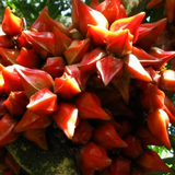 Belimbing Darah Fruit (Baccaurea Angulata) Grafted Fruit Plant (Home & Garden Plants)