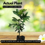 Rambutan E35 Yellow Live Plant (Home & Garden)