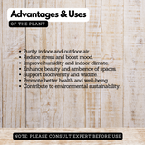 Oorila Desmodium gangeticum) Live Medicinal Plant (Home & Garden)