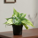 Combo of 2 Live Plants | Money Plant Golden & Philodendron Oxycardium Brasil | Perfect Indoor Ideal for Home, Office & Gifting