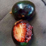 Cherry of the Paramirim Fruit (Eugenia Oblongata) SeedlingFruit Plant (Home & Garden Plants)