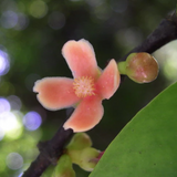 Madan Fruit (Garcinia Schomburgkiana) Fruit Plant (Home & Garden Plants)