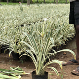 Variegated Spider Lily (Hymenocallis littoralis variegata) Live Plant (Home & Garden)