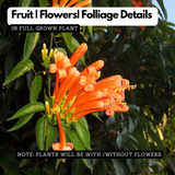 Sankrant Vel Plant - Flame VinePyrostegia venusta(Home & Garden)