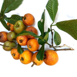 Bor-Thekera Fruit (Garcinia Pedunculata) Seedling Fruit Plant (Home & Garden Plants)