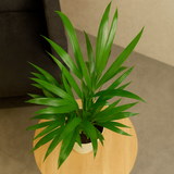 Areca Palm (Dypsis lutescens) | Air Purifying Natural Live Plant in Self Watering Pot | Indoor Outdoor Plant for Home & Office Décor (Pot Colour May Vary)