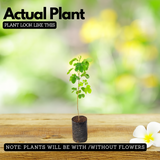 Rain tree / / Albizzia saman / (Avenue Tree) Live Plant (Home & Garden)