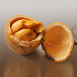 Madd Fruit (Saba Senegalensis) Seedling Fruit Plant (Home & Garden Plants)