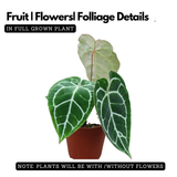 Crystal Anthurium (Anthurium crystallinum)