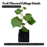 Cambodian Grape(Ampelocissus martini) Live Plant (Home & Garden)