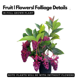 Medinilla plant(Medinilla magnifica)(Home & Garden)