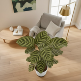 Calathea Makoyana | Peacock Plant in 7 Inch Self-Watering Pot | Live Decorative Foliage Plant | Ideal for Home, Living Room & Office Décor (Pot Colour May Vary On Availability)