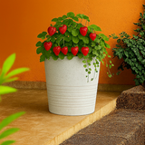 Fruit Rotomolded Pots for Home & Garden (Pack of 1)