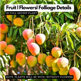Kesari Mango Grafted Fruit Plant (Home & Garden Plants)