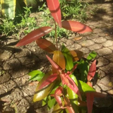 Ubaia Fruit (Eugenia patrisii) Seedling Fruit Plant (Home & Garden Plants)