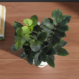Black ZZ Plant (Raven Zamioculcas zamiifolia) in 5 Inch Slef-watering Pot | Indoor Air-Purifying | Low-Maintenance | Perfect for Home & Office (Pot Colour May Vary On Availability)
