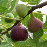 Brown Turkey Fig Live Plant (Ficus carica 'Brown Turkeyƒ?�) Layered Fruit Plant (Home & Garden Plants)