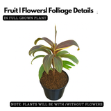 Dracaena Fruticosa(Cordyline fruticosa) (Home & Garden)