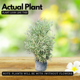 White Bamboo ( Bambusa chungii) Live Plant (Home & Garden)