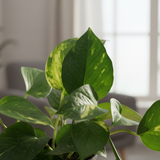 Green Money Plant (Epipremnum aureum) In 4 Inch Pot| Indoor Air Purifying Ornamental Live Plant | Easy to Grow | Ideal for Home, Office & Gifting