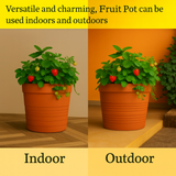 Fruit Rotomolded Pots for Home & Garden (Pack of 1)