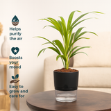 Areca Palm Live Indoor Air Purifier Plant in 6 Inch Self Watering Pot | Perfect for Home & Office Décor (Pot Colour May Vary Depending On Availability)