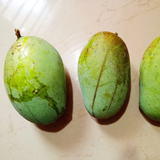 Kolomb Mango Grafted Fruit Plant (Home & Garden Plants)