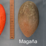 Mamey Sapote Magana (Pouteria Sapota) Seedling Fruit Plant (Home & Garden Plants)