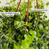 Dischidia Hanging Plant With Pot