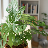 Philodendron Broken Heart | Monstera Adansonii Live Houseplant | Low-Maintenance Indoor Plant (Pot Colour May Vary)