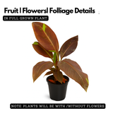 Ornamental Red banana Live Plant (Home & Garden)