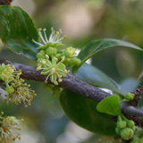 Kei Apple (Dovyalis caffra) Seedling Fruit Plant (Home & Garden Plants)