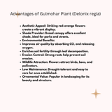 Gulmohar (Delonix regia) | Seed Balls