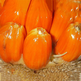 Mentawa Fruit (Artocarpus Anisophyllus) Grafted Fruit Plant (Home & Garden Plants)