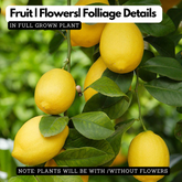 Cocktail Lemon Live Plant (Home & Garden)