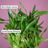 3 Layer Lucky Bamboo - Live Plant (With Self-Watering Pot & Plant)