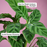 Calathea Zebrina / Zebra Plant - Live Plant (With 5 Inch Self-Watering Pot & Plant)