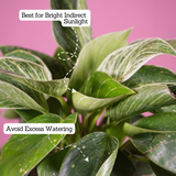 Philodendron Birkin / White Wave - Live Plant (With 5 Inch Self-Watering Pot & Plant)