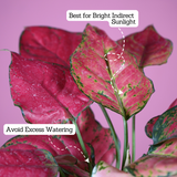 Aglaonema Red Angel / Chinese Evergreen (Aglaonema commutatum)- Live Plant (With 5 Inch Self-Watering Pot & Plant)