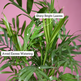 Chamaedorea Palm (Chamaedorea seifrizii) - Live Plant (With 5 Inch Self-Watering Pot & Plant)