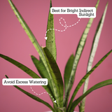 Sansevieria Silver Princess / Snake Plant (Sansevieria trifasciata)- Live Plant (With 5 Inch Self-Watering Pot & Plant)