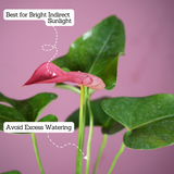 Red Anthurium (Anthurium andraeanum) Flowering/Ornamental Live Plant (With 5 Inch Self-Watering Pot & Plant)