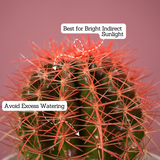 Ball Cactus Red (echinocactus grusonii) - Live Plant (With 5 Inch Self-Watering Pot & Plant)