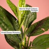 Monstera Peru (Monstera karstenianum)- Live Plant (With 4 Inch Self-Watering Pot & Plant)